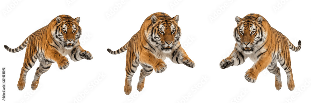 Fototapeta premium Powerful Tiger Prowling Forward Isolated Transparent PNG