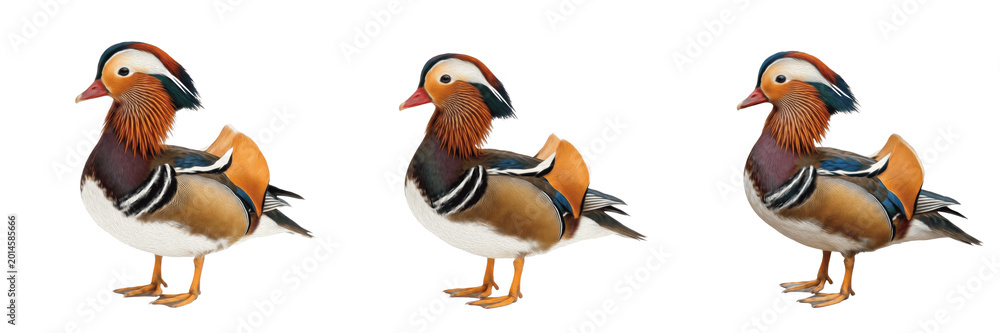 Obraz premium Beautiful Mandarin Duck Swimming Isolated on Transparent Background, Colorful Exotic Water Bird PNG for Nature and Wildlife Projects.