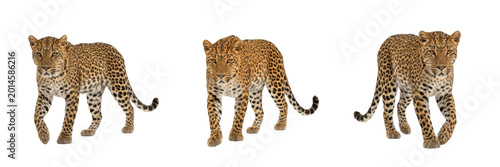 Photography High-resolution Leopard Wild Cat Standing Isolated on Transparent Background, Realistic Safari Animal PNG for Nature Design Projects
