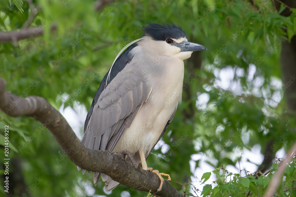 Fototapeta premium Black Crowned Night Heron Nycticorax Nycticorax Perched In Tree, Wildlife Photography.