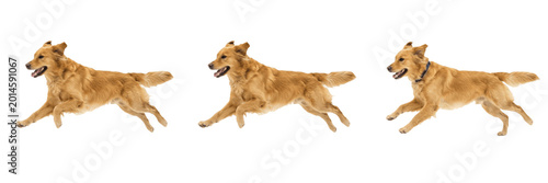 Tableau sur toile Happy Active Pet, Fast Canine Sprinting, Playful Purebred Dog, Action Animal Shot, Dog Running on White