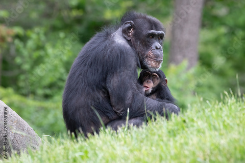 Konstfotografi Chimpanzee Pan Troglodytes Mother And Baby Primate Portrait, Photography