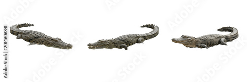 Foto Wild Alligator Crocodile Large Predatory Reptile Dangerous Swamp Wildlife Animal