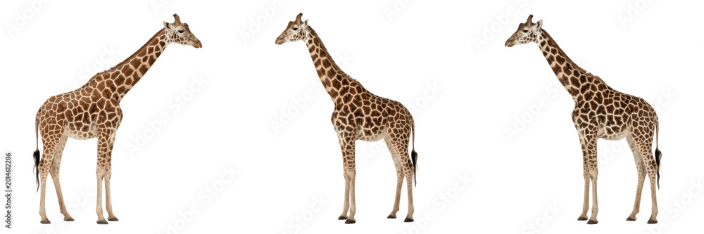 Obraz premium Tall African Giraffe Standing PNG, Wild Safari Animal, Savannah Creature Isolated on Transparent Background for Wildlife Posters.