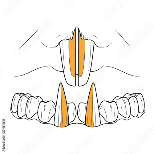 Detailed illustration of a rabbit's teeth, showcasing the incisors and molars in a diagram.