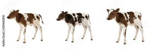 Fotografía Adorable Baby Calf Cow Standing PNG, Domestic Farm Animal on Transparent Background, Holstein Calf Livestock PNG Clipart