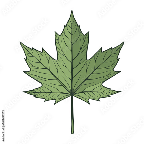 Foto A detailed illustration of a single green maple leaf with prominent veins and serrated edges, set against a white background