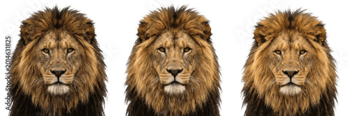 Quadro em tela Majestic male lion head face portrait isolated element transparent PNG