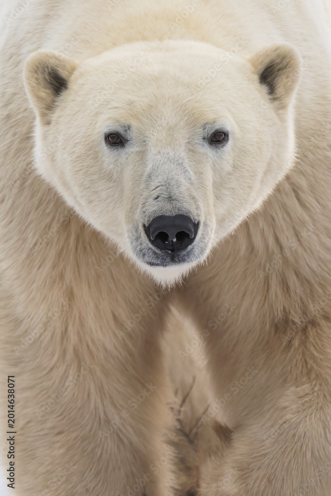 Fototapeta premium White polar bear