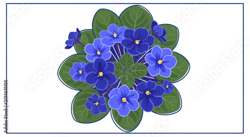 Top view of blooming African violet plant with blue flowers and green leaves on white background