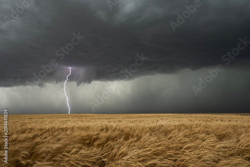 Lightning in the wheat field.