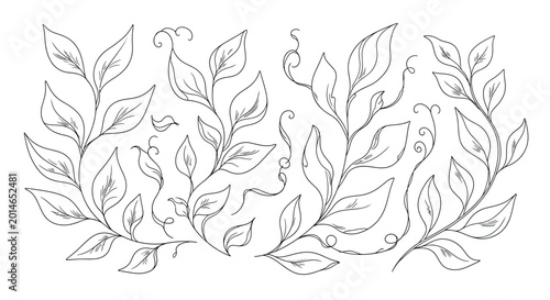 Photos Delicate black and white line art of twining vines and leaves