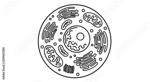 Foto Animal Cell Diagram - Scientific Illustration