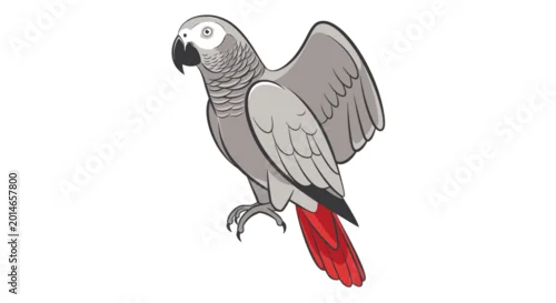 Obraz African Grey Parrot Isolated on White Background, Wings Spread