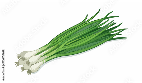 Quadro su tela Fresh Green Onion Vector Illustration with Long Stalks and Organic Scallion Bunc