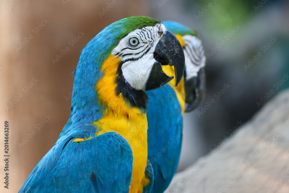 Fototapeta premium Close up head the Blue macaw parrot bird in garden