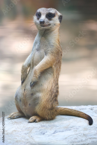 Foto The meerkat is stay in the garden
