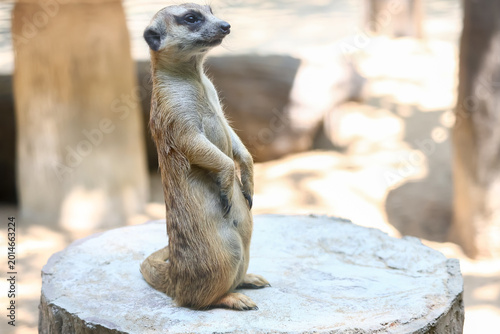 Foto The meerkat is stay in the garden