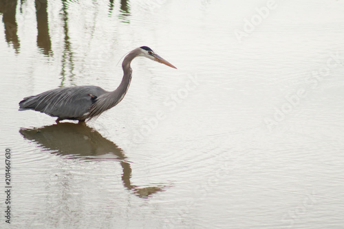 Photography Great blue heron wading in water looking downwards
