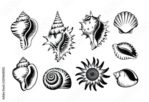Photos Collection of Black and White of Various Seashells and a Sunflower