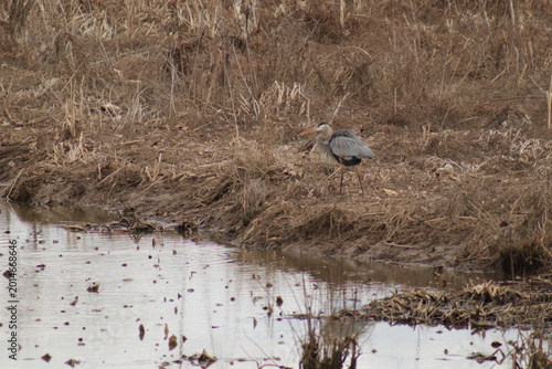 Foto Great blue heron with its feathers fluffed out