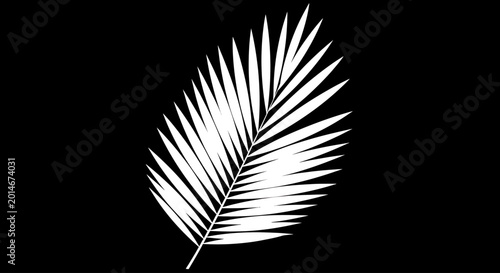 Bild auf Leinwand A single white palm frond is silhouetted against a solid black background
