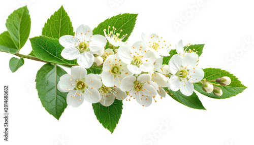 Blooming branch with white flowers and green leaves, natural beauty