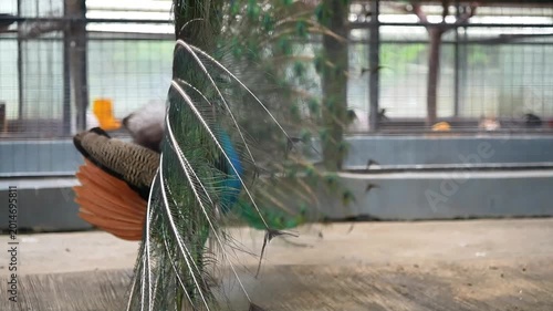 the view of back peacock feathers during mating dance, close up of blue peacock feathers when its out, watching peacock dance from the side of cage