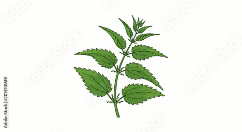 Foto A stylized illustration of a green nettle plant stem with serrated leaves