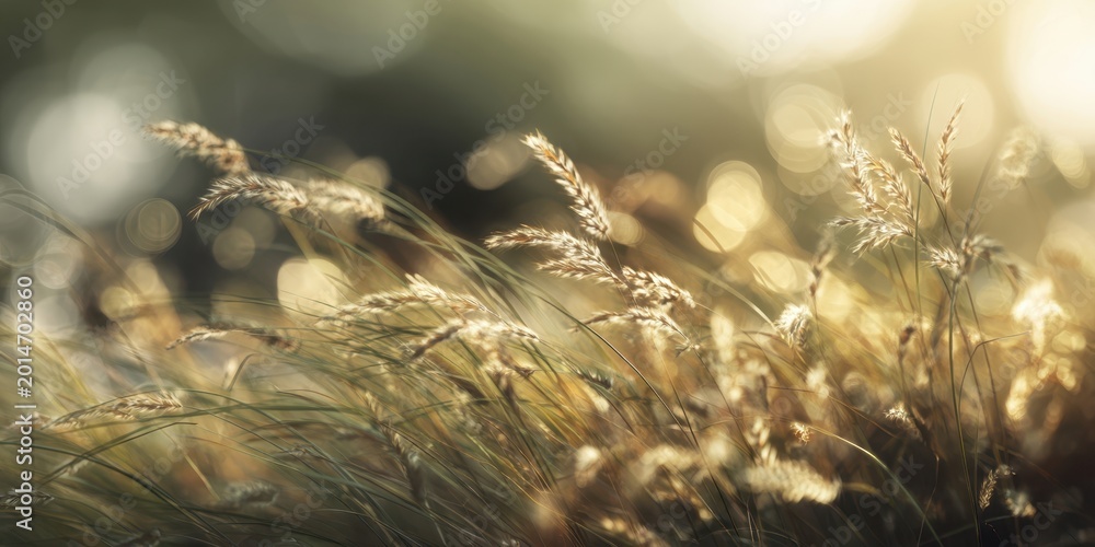 Fototapeta premium The Grasses in Golden Sunset Light with Soft Bokeh and Gentle Movement