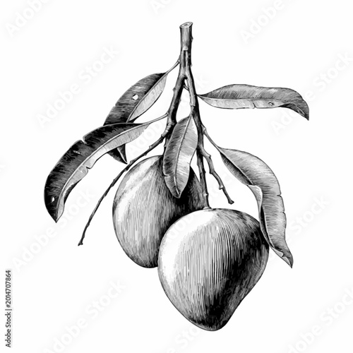 Foto Vintage botanical illustration of fruit on branch with line art