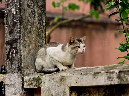 Fotografie An adorable cat sitting calmly and looking curious