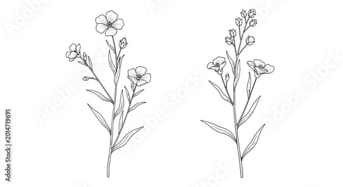 Botanical illustration of flax plants with delicate flowers and leaves in a hand drawn vintage sketch style on white background.