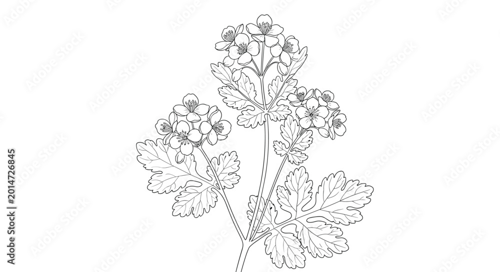 Fototapeta premium Delicate line drawing of a flowering plant with clusters of small blossoms and detailed lobed leaves on a clean white background for botanical art.