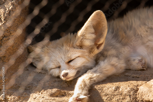 Fotografi A view of a napping fennec fox.