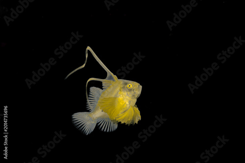 Photos Larval Barred Soapfish in blackwater