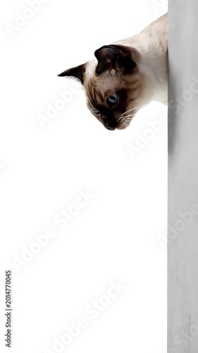 Curious cat peeking its head around white wall corner.