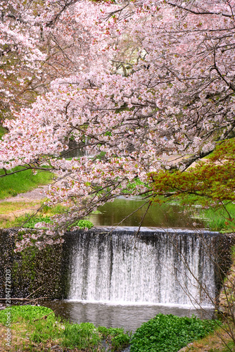 桜と段差を流れ落ちる川の水
