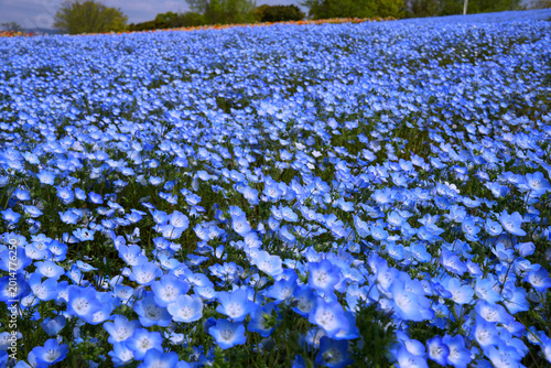 万博記念公園の青いネモフィラの丘