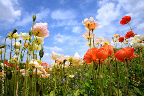 万博記念公園の青空に映えるカラフルなホピーの花