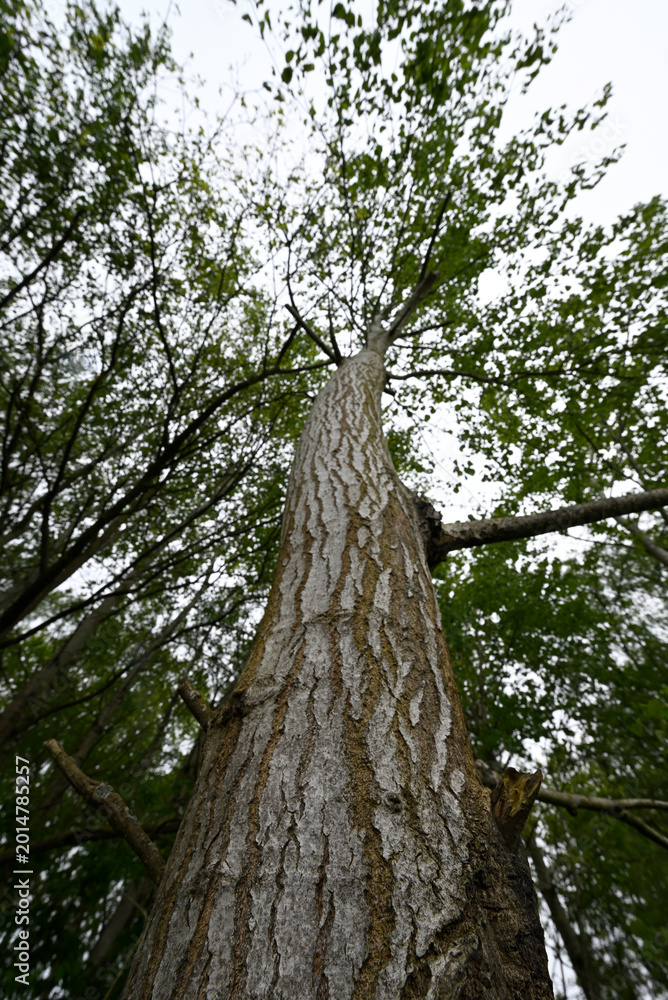 Fototapeta premium Ultra wide detail of tree trunk. Bark at the basis in focus treetop out of focus. Green and browb colors.