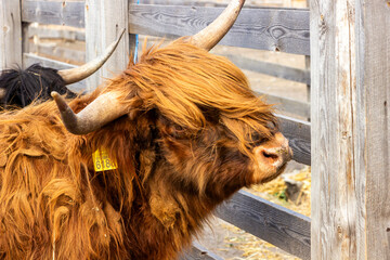 Portrait of a Scottish highland cow in a farm ,sunny day, photo shoot