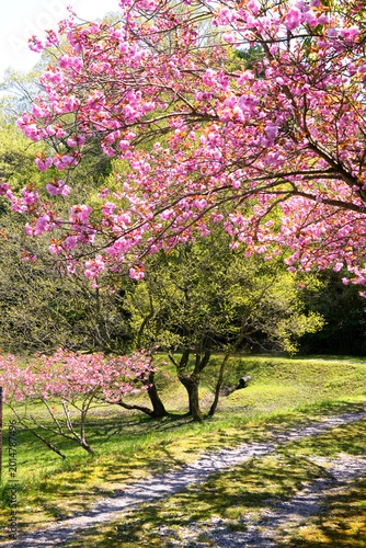 滋賀県日野川ダムの遊歩道に咲く八重桜