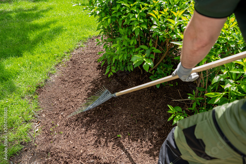 Landscaper raking fresh mulch around bushes in residential garden. yard maintenance work in suburban backyard 