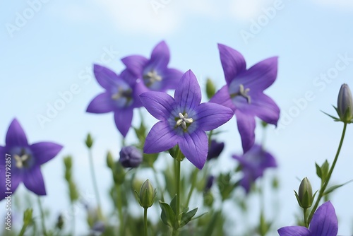 Close up of vibrant purple bellflowers blooming against a soft blurred blue sky