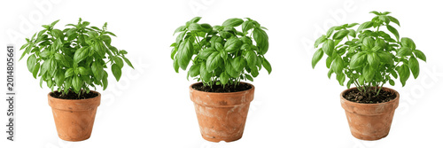 Foto Fresh Green Basil Plant in Terracotta Pot PNG  Organic Herb Garden, Culinary Her