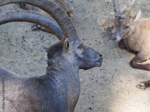 Animali in cattività