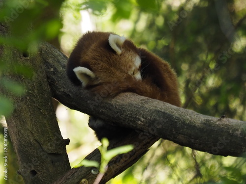 Animali in cattività