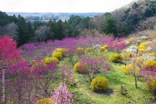花木の桃源郷