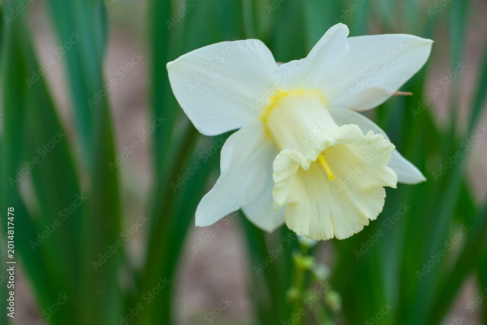 Fototapeta premium Yellow Daffodils Blooming in Spring Garden